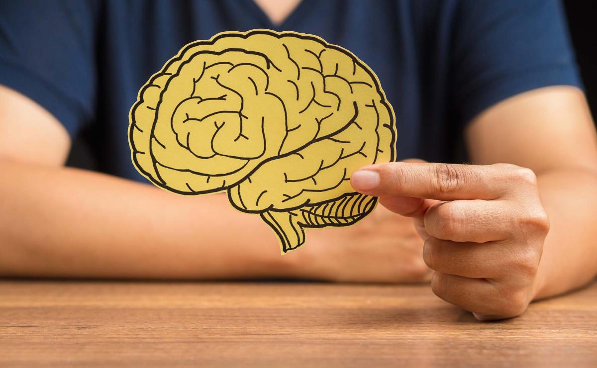 Human brain