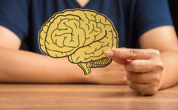 Human brain